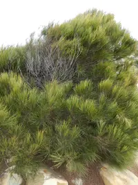Allocasuarina thalassoscopica