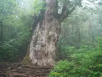 Japanese cedar