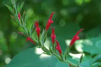 pineapple sage (Salvia elegans) plant