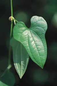 Chinese yam