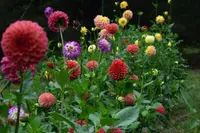 Dahlia pinnata
