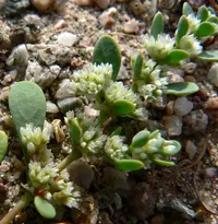 onyxflower (Achyronychia cooperi) plant