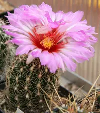 glory of Texas (Thelocactus bicolor) plant