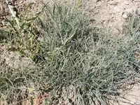 Idaho fescue