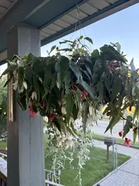 Bolivian begonia photo by a Botan App user