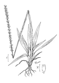 golden colicroot (Aletris aurea) plant