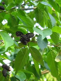 Alnus × spaethii (Alnus × spaethii) plant