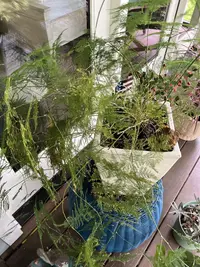 Asparagus fern photo by a Botan App user