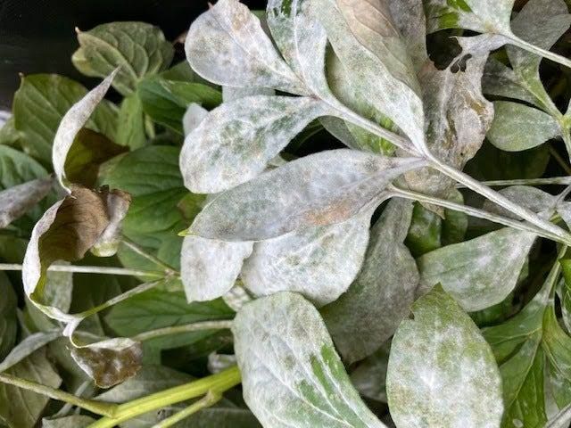 Peony leaves