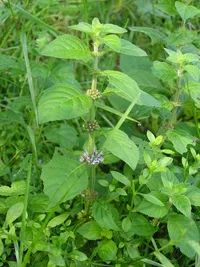 corn mint