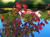 Wongka Maple (Acer pectinatum) plant