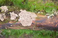 powdered duster