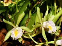 Cischweinfia dasyandra