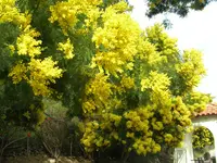 green wattle (Acacia decurrens) plant
