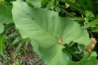 Zantedeschia aethiopica leaf