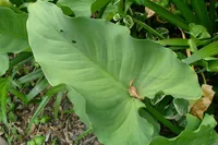 Zantedeschia aethiopica leaf