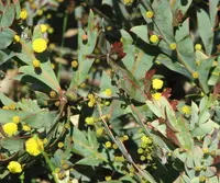 Flat Wattle (Acacia glaucoptera) plant