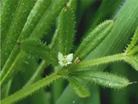 Goosegrass (Galium aparine) plant