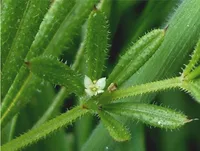 Galium aparine