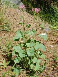 alpine plantan
