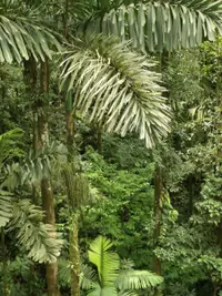 Walking Palm (Socratea exorrhiza) plant