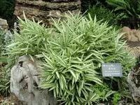 Pleioblastus fortunei