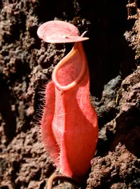 Nepenthes vieillardii