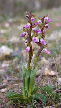 Fan-lipped Orchid (Anacamptis collina) plant