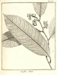 Lecythis idatimon