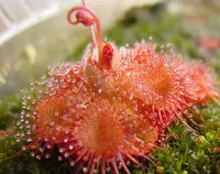 Tooth Sundew