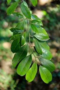False Fig