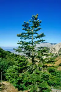 Sicilian Fir (Abies nebrodensis) plant