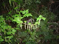 Ribes magellanicum