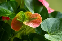 Anthurium andraeanum blooms