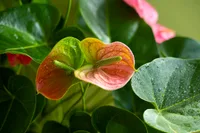 Anthurium andraeanum blooms