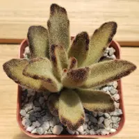 Panda Plant (Kalanchoe tomentosa 'Chocolate Soldier') plant