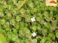 Bacopa salzmannii