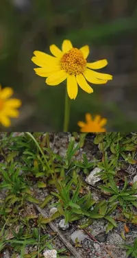 creeping spotflower (Acmella decumbens) plant