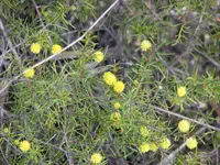 heath wattle (Acacia brownii) plant
