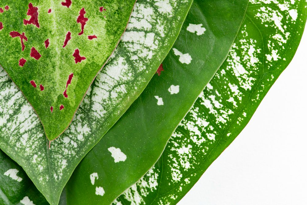 begonia leaves