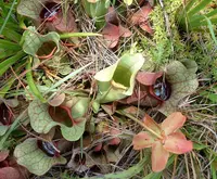 Burk's southern pitcher plant