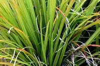 Kauri Grass