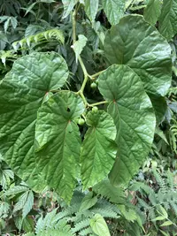 Begonia longifolia
