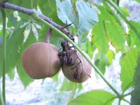 yellow buckeye