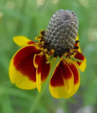 upright prairie coneflower (Ratibida columnifera) plant