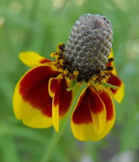 upright prairie coneflower