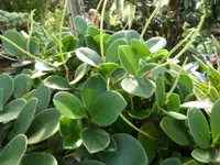 Spoonleaf Peperomia (Peperomia magnoliifolia) plant