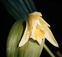 fragrant sobralia (Sobralia fragrans) plant