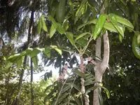 Ooray (Davidsonia pruriens) plant
