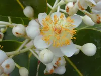 Alexandrian laurel (Calophyllum inophyllum) plant